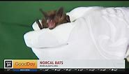 NorCal Bats, 10am