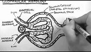 Renal Anatomy 3 - Glomerular Histology