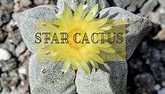 Star Cactus - A Care Guide