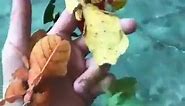 Phylliidae || Leaf Insects || Walking Leaves