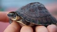 5 SMALL Turtle Breeds: The Smallest Turtles In The World [2024 ]