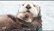 A Baby Sea Otter on Wild Alaska - BBC America