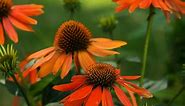 Artisan Soft Orange Echinacea, Coneflower | American Meadows