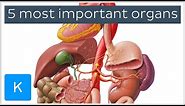 5 most important organs in the Human body - Human Anatomy | Kenhub