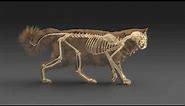 Cat walking - rigging and animating skeleton and muscles