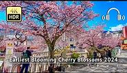 Japan - Earliest Blooming Cherry Blossoms 2024 Walking Tour [4K/HDR/Binaural]
