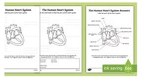 The Human Heart Cardiovascular System Labelling Worksheet