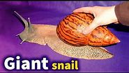 All you should know about the Giant African Land Snail