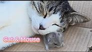 Funny Cat and Mouse