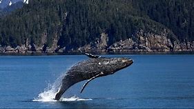 Humpback Whale Fact Sheet