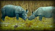 On the Track of the Unicorn: Indian Rhinoceros (full documentary)