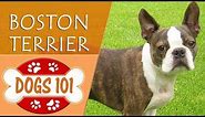 Dogs 101 - BOSTON TERRIER - Top Dog Facts About the BOSTON TERRIER