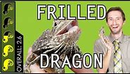 Frilled Dragon, The Best Pet Lizard?