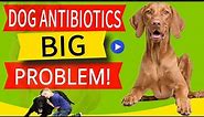 15 Side Effects of Antibiotics in Dogs (And What To Do ASAP!)