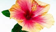 Red Hibiscus with Yellow Petals Blooming and Wilting in Time Lapse on a White Background