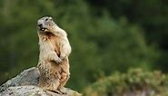Marmot Vs Groundhog: 6 Differences Explained