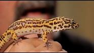 5 Cool Facts about Leopard Geckos | Pet Reptiles