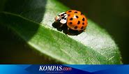 8 Fakta Kepik Ladybug, Serangga Kecil yang Bisa Mengusir Hama