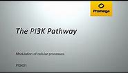 The PI3K Pathway