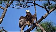 American bald eagle striking the heraldic pose