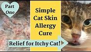Home Remedy for Cat with Itchy, Inflamed Skin * Allergy Relief!