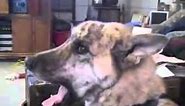 Really funny video This dogs loves bacon The Maple Kind!