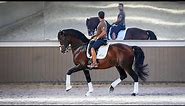 Horse for Sale | Grand Prix Lusitano Breeding Stallion - son of Rubi AR (REF#390)