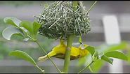 Weaver Bird Weaving A Nest | San Diego Zoo
