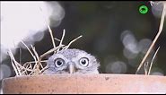 OWLS ARE WEIRDOS - Funny Owls Compilation 😜