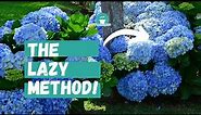 Beginner's Guide to Hydrangea Care | Lazy Gardener's Guide to Hydrangeas