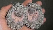 African Pygmy Hedgehogs Are Adorable!