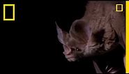 Vampire Bat vs. Wrinkle Bat | National Geographic