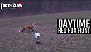 Daytime Red Fox Hunt
