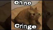 Oh no cringe (oh no cringe cat) (oh no cringe meme)
