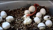 Corn Snake Hatching! New born corn snake emerges from its egg for the first time!