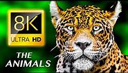 THE ANIMALS 8K ULTRA HD