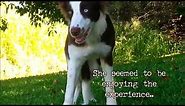FUNNY DOG EATS WILD PSYCOACTIVE SHROOMS - CAUGHT ON TAPE!