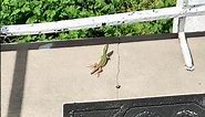 Italian Wall Lizard in NYC