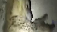 00011- Lion Vs Hyenas Eats Prey Bitten By Black Mamba, What Painful Thing Happens Next#facebookreel #reel #reelvideo #toptrending #fyp #memes #foryou | Edward Lawrence