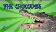 The Crocodile | Educational Video for Kids.