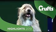 Kratu The Happy-Go-Lucky Rescue Dog Has A Mind Of His Own | Crufts 2019
