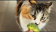 Funny Cats Reaction To Smelling Different Food And Vegetables || Funny Cat Memes Compilation Of 2023