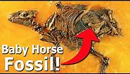 The Tragic Tale of a Pregnant Prehistoric Horse