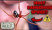 THE RED WIDOW! NORTH AMERICA’S DEADLIEST SPIDER?