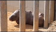 Montgomery Zoo Indian Rhino Birth - Cincinnati Zoo