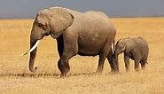 What Do African Elephants Eat? （Diet & Facts)