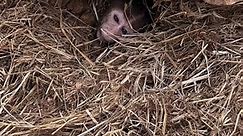 so sad baby #monkey #animal #reels2023 | Best Quotes