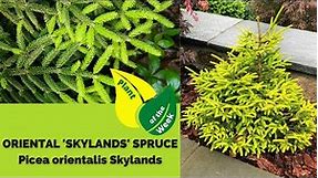 Oriental Skylands Spruce | Picea orientalis Skylands