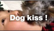 「Dog kiss !」 Puppy Dog Kisses Perfect Kisses ヨークシャテリア