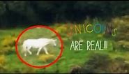 Real Unicorn, Caught on Tape! Proof unicorns are Real?
